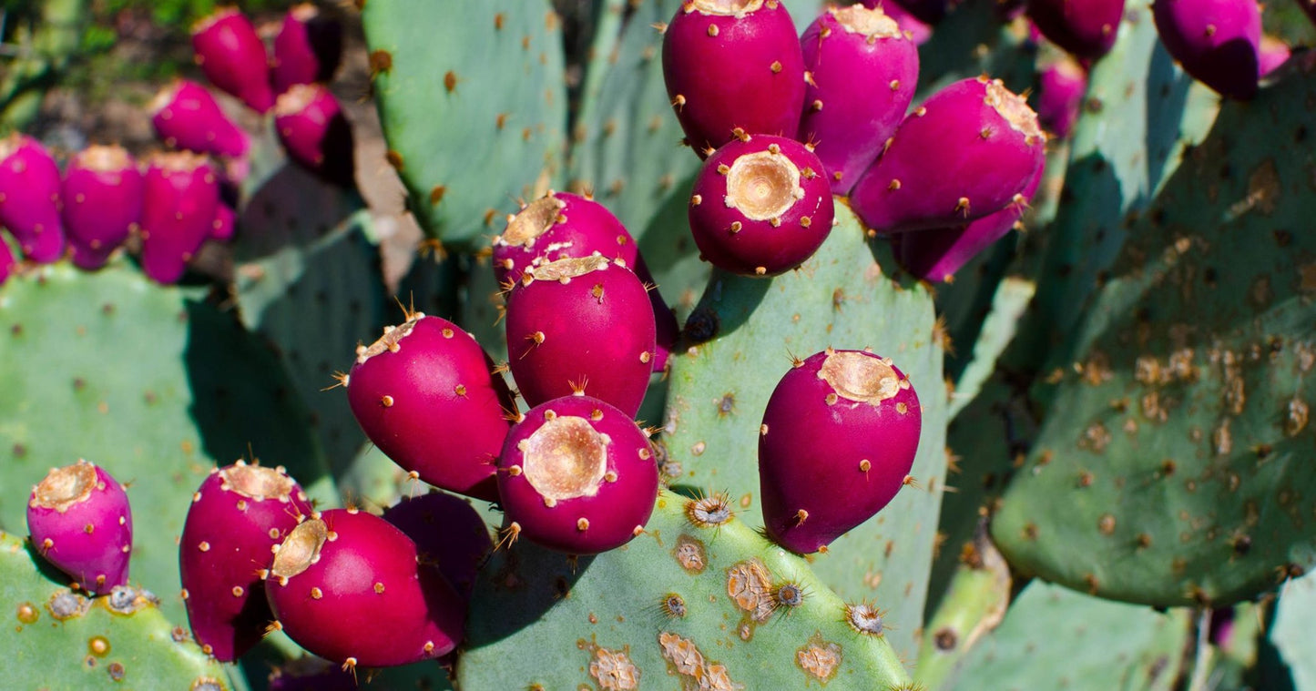 Prickly Pear Extract OS