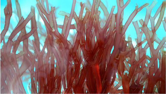 Red Algae Extract
